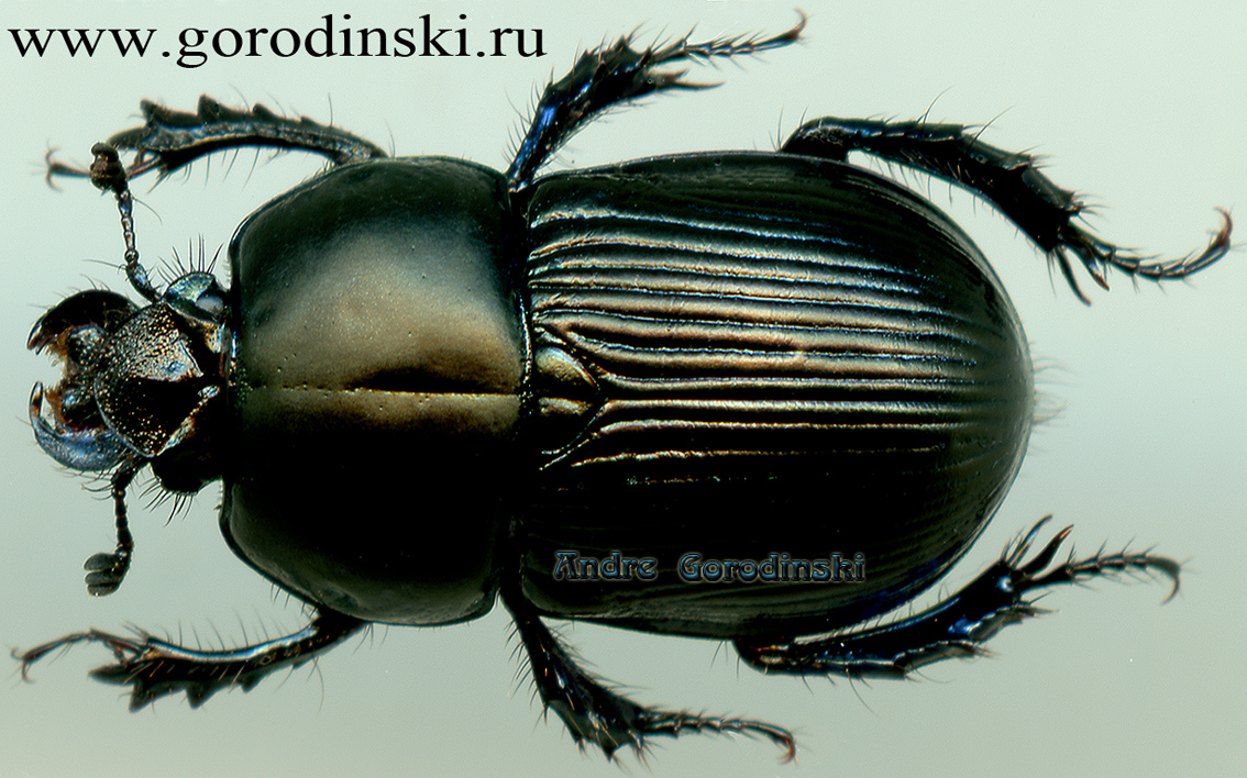 http://www.gorodinski.ru/geotrupes/Phelotrupes beuteli.jpg